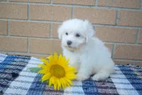 Roscoe💙, a male Maltese for sale in Fresno, OH – 3 of 3