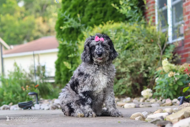 Amber – Newfypoo puppy for sale in Fresno, OH