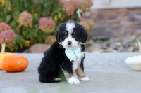 Smoke, a male Miniature Bernedoodle for sale in Fresno, OH – 3 of 8