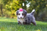 Taylor, a female Miniature Bernedoodle for sale in Fresno, OH – 3 of 8