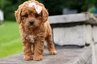 Veronica💖, a male Poodle - Miniature  for sale in Fresno, OH – 5 of 10