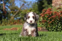 Mooney, a male Miniature Bernedoodle for sale in Fresno, OH – 4 of 6
