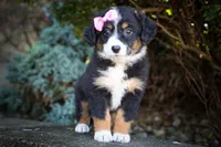 Layla🎀 , a female Miniature Aussiedoodle for sale in Fresno, OH – 9 of 10