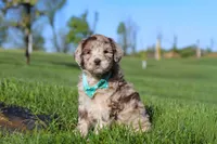 Cliff, a male Newfypoo for sale in Fresno, OH – 4 of 8
