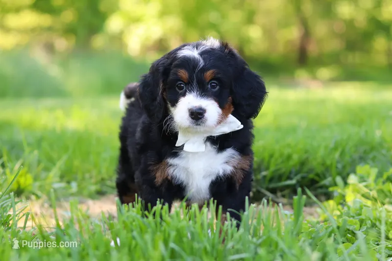 Millie – Miniature Bernedoodle puppy for sale in Fresno, OH