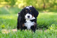 Millie, a female Miniature Bernedoodle for sale in Fresno, OH – 1 of 6