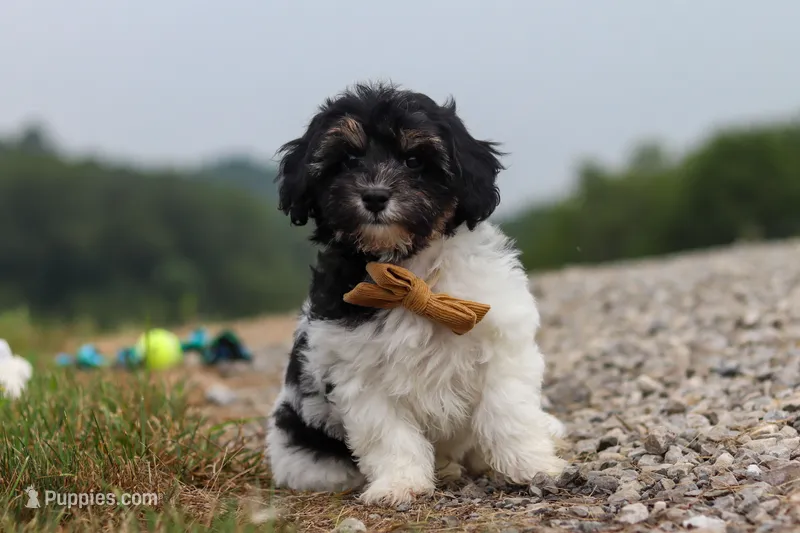 Joey – Havapoo puppy for sale in Fresno, OH