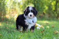 Slinky, a male Miniature Bernedoodle for sale in Fresno, OH – 3 of 5