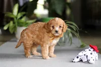 Jasper, a male Cavapoo for sale in Fresno, OH – Photo 3 of 10