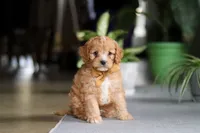 Jasper, a male Cavapoo for sale in Fresno, OH – Photo 4 of 10