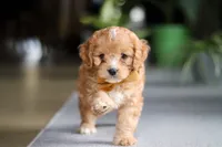 Jasper, a male Cavapoo for sale in Fresno, OH – Photo 6 of 10