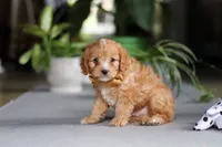 Jasper, a male Cavapoo for sale in Fresno, OH – Photo 7 of 10