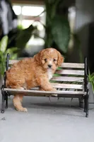 Jasper, a male Cavapoo for sale in Fresno, OH – Photo 10 of 10