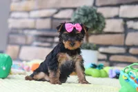 Cali, a female Yorkshire Terrier for sale in Fresno, OH – 2 of 7