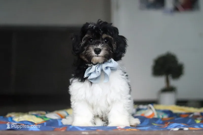 Joey – Havapoo puppy for sale in Fresno, OH
