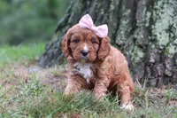 Willow, a female Cavapoo for sale in Fresno, OH – 6 of 7