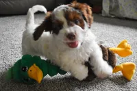 Prince, a male Doxiepoo for sale in Fresno, OH – 6 of 9