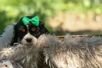 Maxwell 🐾🐶, a male Cavalier King Charles Spaniel for sale in Fresno, OH – 4 of 10