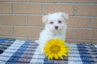 Rusty ✨, a male Maltese for sale in Fresno, OH – 2 of 3