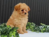 Rusty 🐾, a male Pomeranian for sale in Fresno, OH – 4 of 10