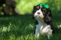 Maxwell 🐾🐶, a male Cavalier King Charles Spaniel for sale in Fresno, OH – 3 of 10