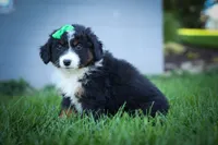 Landon🐾, a male Miniature Aussiedoodle for sale in Fresno, OH – 7 of 9