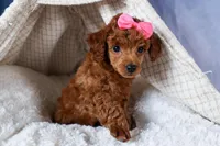 Tansy, a female Poodle - Toy  for sale in Fresno, OH – Photo 7 of 10