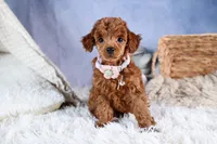 Tansy, a female Poodle - Toy  for sale in Fresno, OH – Photo 4 of 10