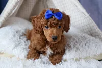 Turbo, a male Poodle - Toy  for sale in Fresno, OH – Photo 1 of 10