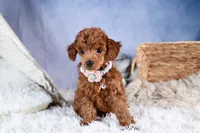 Tansy, a female Poodle - Toy  for sale in Fresno, OH – Photo 5 of 10