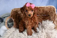 Tansy, a female Poodle - Toy  for sale in Fresno, OH – Photo 9 of 10