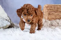 Tansy, a female Poodle - Toy  for sale in Fresno, OH – Photo 3 of 10