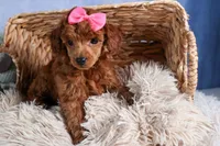 Tansy, a female Poodle - Toy  for sale in Fresno, OH – Photo 8 of 10