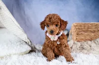 Tansy, a female Poodle - Toy  for sale in Fresno, OH – Photo 6 of 10