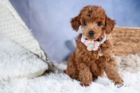 Tansy, a female Poodle - Toy  for sale in Fresno, OH – Photo 10 of 10