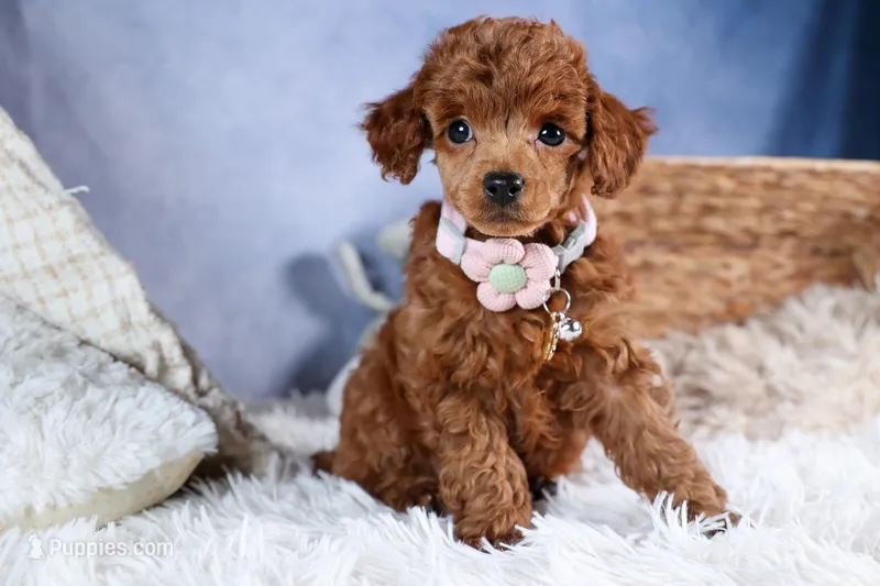 Tansy – Poodle - Toy  puppy for sale in Fresno, OH