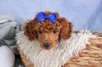 Turbo, a male Poodle - Toy  for sale in Fresno, OH – Photo 10 of 10