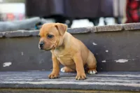 Mia Belle 🌸, a female Staffordshire Bull Terrier for sale in Fresno, OH – 6 of 10