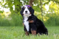 Ophelia, a female Miniature Bernedoodle for sale in Fresno, OH – 2 of 6