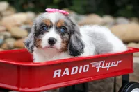   Paisley 💗, a female Cavapoo for sale in Fresno, OH – 4 of 10