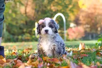 Latte, a female Miniature Bernedoodle for sale in Fresno, OH – 3 of 5
