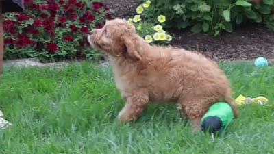 Clyde, a male Cavapoo for sale in Fresno, OH – 6 of 6