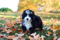 Amber, a female Miniature Bernedoodle for sale in Fresno, OH – 5 of 6