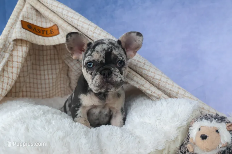 💗 Jovie – French Bulldog puppy for sale in Fresno, OH