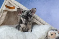 💗 Jovie, a female French Bulldog for sale in Fresno, OH – 1 of 10