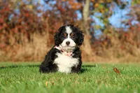 Colt, a male Miniature Bernedoodle for sale in Fresno, OH – 4 of 5