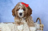 🐾 Meet Neo – F2B Mini Goldendoodle Puppy 🐾, a female Miniature Goldendoodle for sale in Fresno, OH – 3 of 9