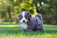 Pete, a male Miniature Bernedoodle for sale in Fresno, OH – 5 of 10