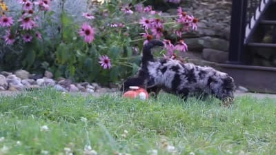 Simon, a male Newfypoo for sale in Fresno, OH – 8 of 8