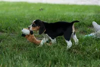 💕Millie Mae 🐶, a female Beagle for sale in Fresno, OH – 5 of 10